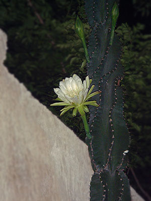 cactus in full bloom