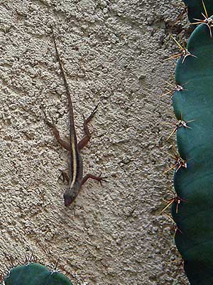 lizard in back yard