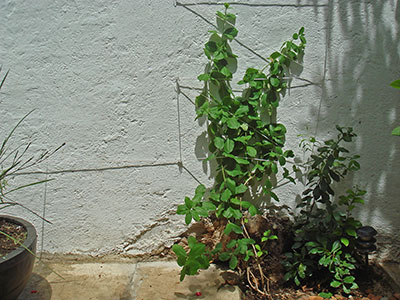 plants strung up against the wall