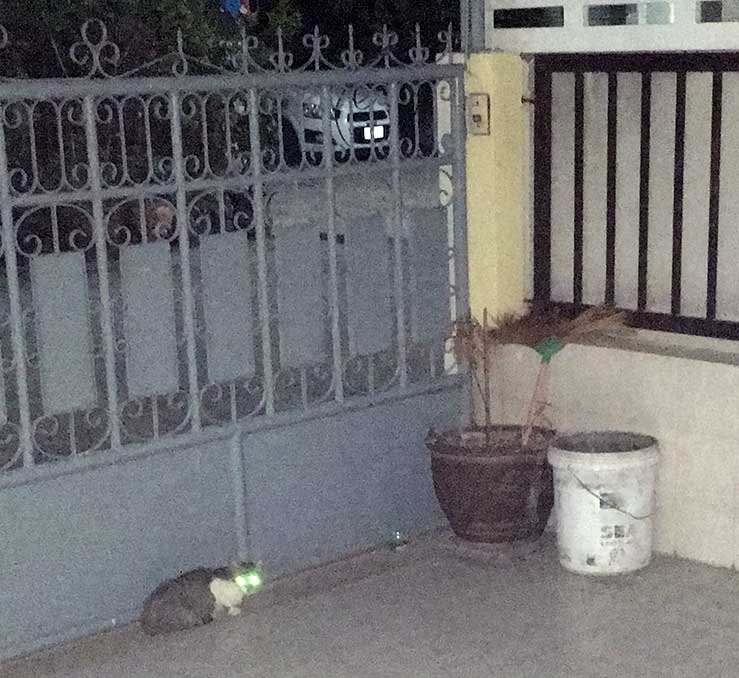 Momma Cat tending to her kittens