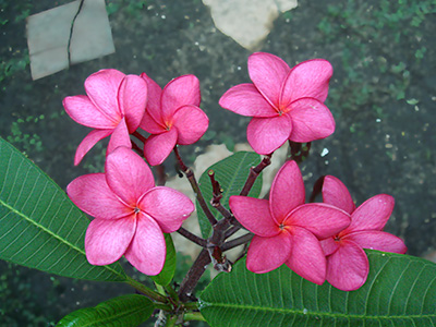 red plumeria flowers