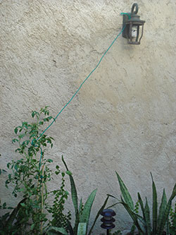 tomato plant lynching