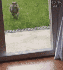 cat gracefully stumbling in door